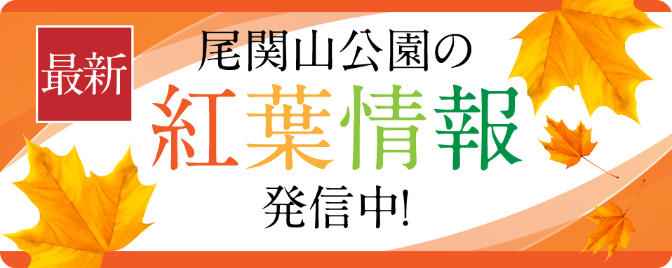 【最新の紅葉情報】尾関山公園周辺