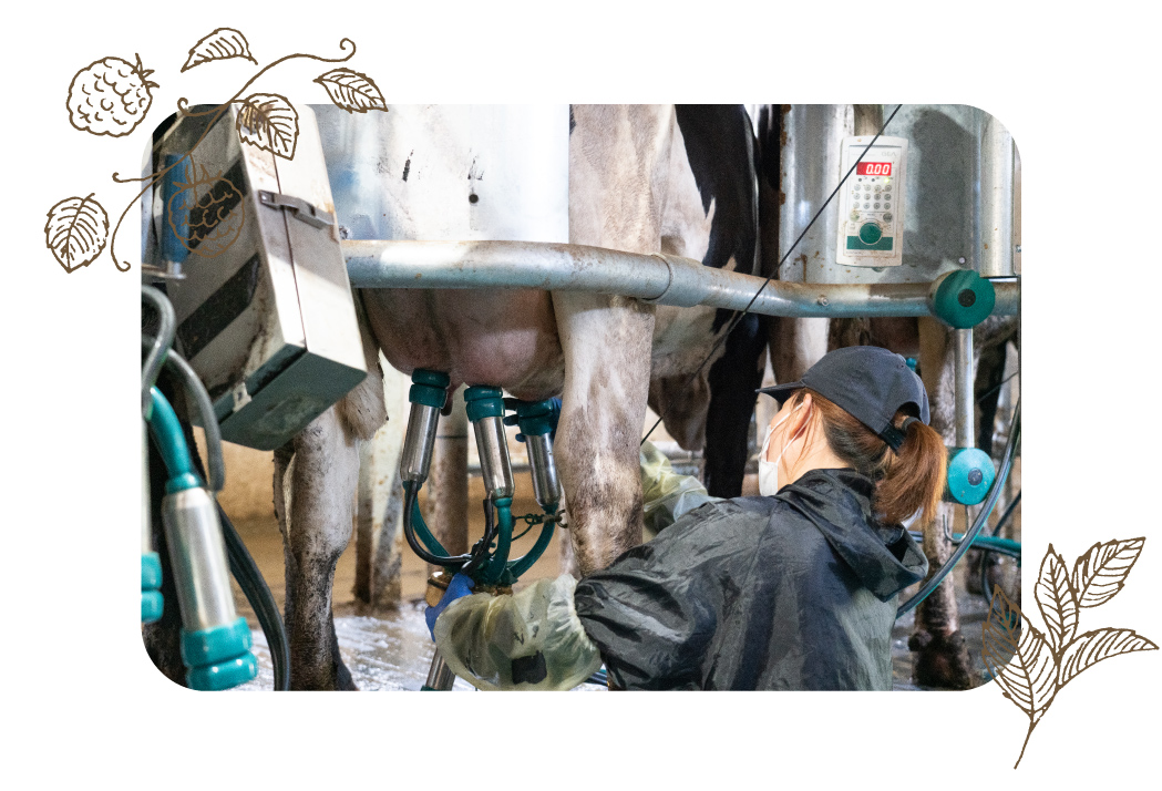 三次市三和町 良質な牛乳を毎日出荷するみよし高原牧場 三次市観光 Walk Round Miyoshi 三次観光推進機構公式ウェブサイト 広島県 三次市